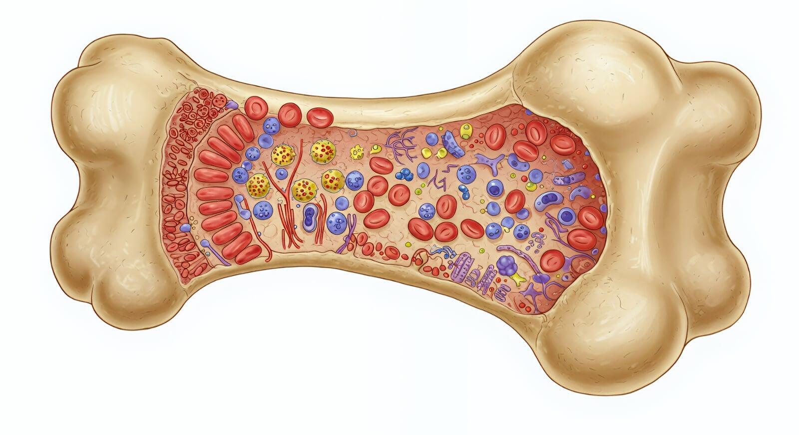 Zum Wirken der Sirtuine für die Erhaltung der Körperzellen und der Gesundheit
