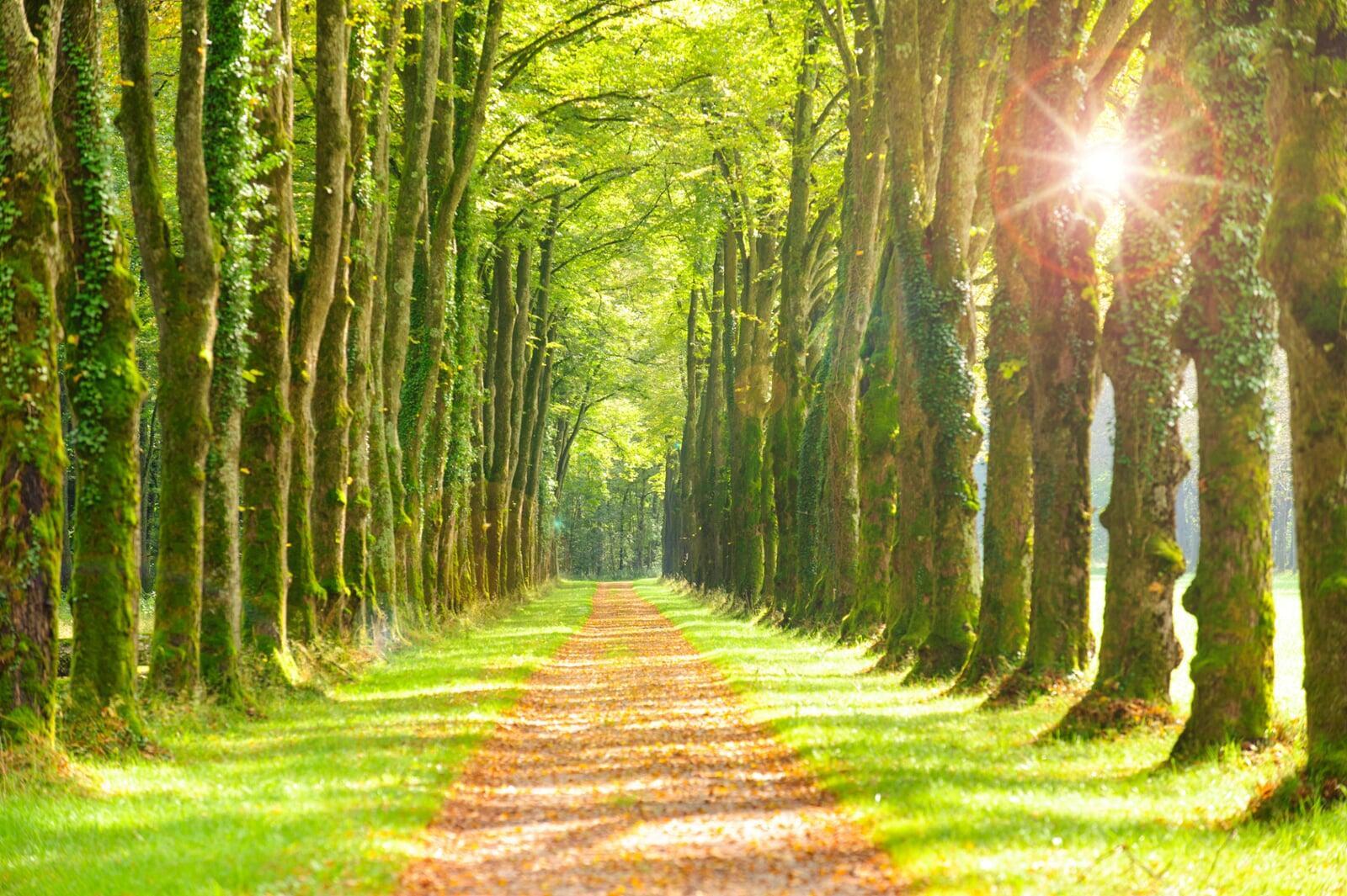 Gesund mit Sulforaphan