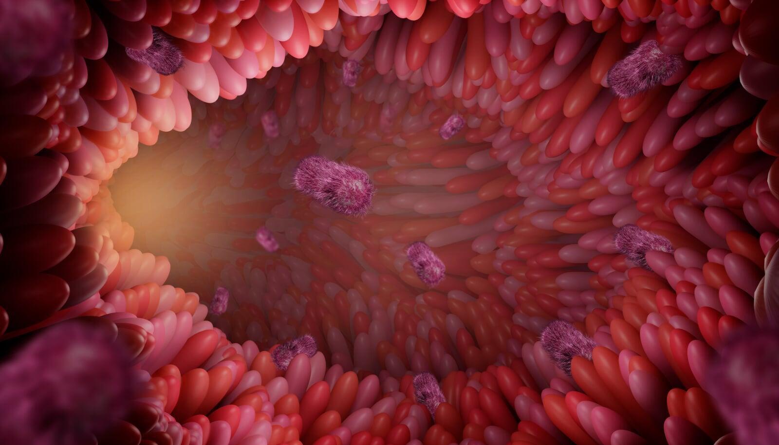 Die Darmflora braucht Ballaststoffe