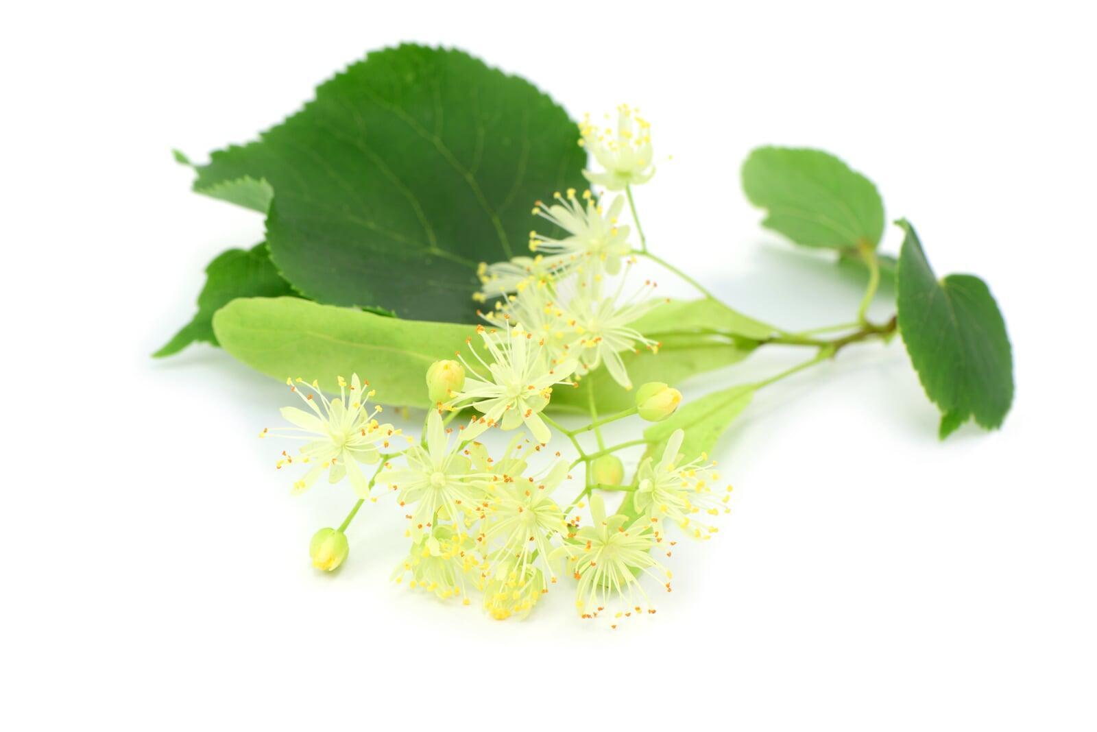 Linde Heilpflanze 2025 - Gesundheit aus den Blüten